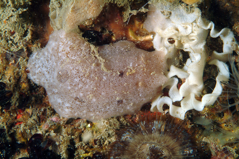 Jorunna tomentosa